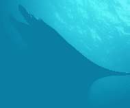 Manta