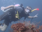 Wracktauchen in Bali