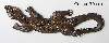 Geckos_50_cm