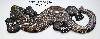 Geckos_jumbo_100_cm